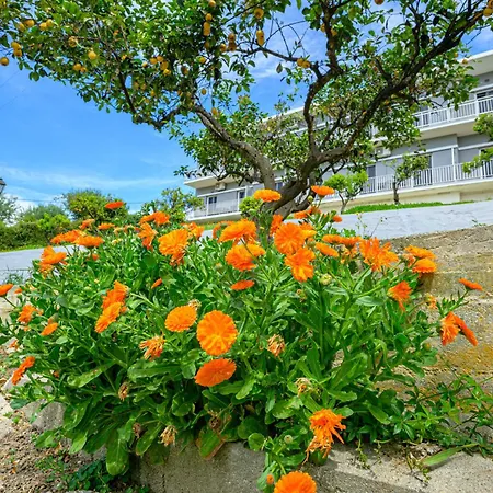 Vlassis * מסונגי